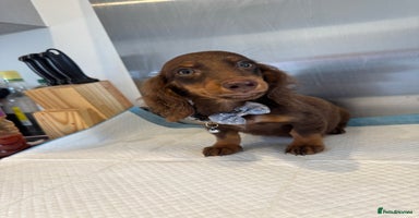 Miniature Dachshund dogs in London - Advert 1