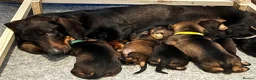 Dachshund dogs for sale: Working Wirehaired Dachshund pups - Advert 3