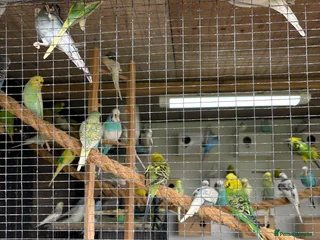 Budgerigars birds Budgies for sale aviary bred - Advert 1