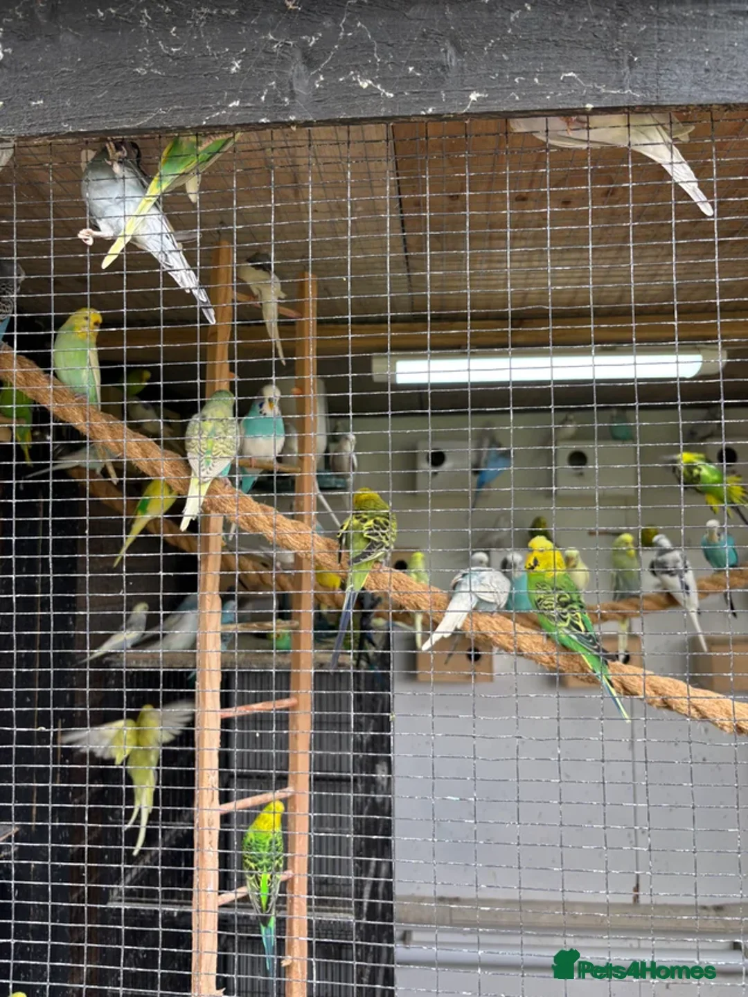 Budgerigars birds for sale: Budgies for sale aviary bred  - Advert 1