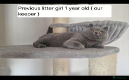 British Shorthair cats for sale: Tica Registered Blue British Shorthair kittens - Image 27