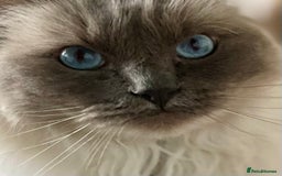 Ragdoll cats for sale: Rehoming our beautiful girl  - Image 8