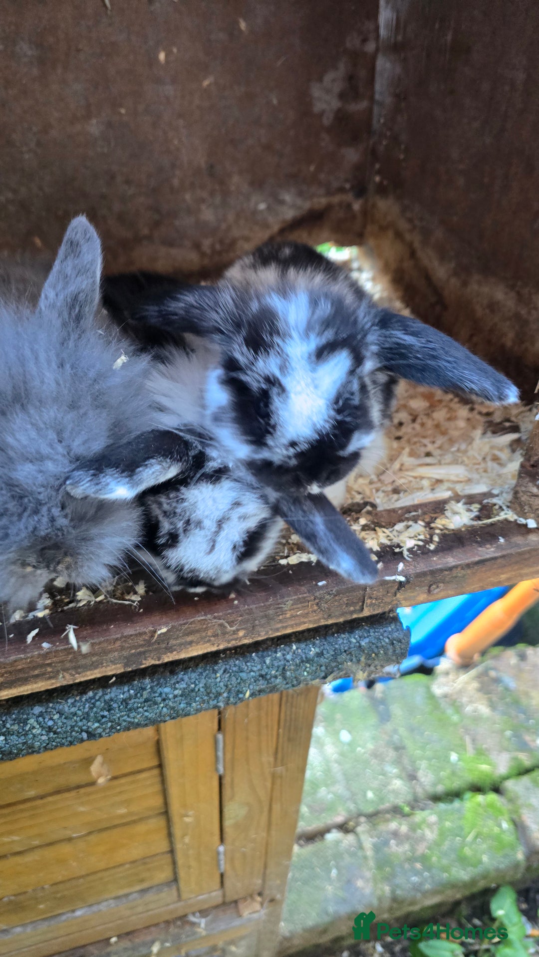 Mini Lop rabbits for sale: Mini Lop Baby Rabbits - Advert 9