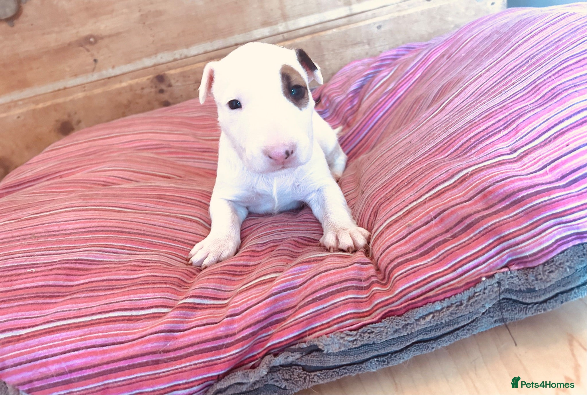 English Bull Terrier dogs KC Health Tested, UK Champion Lines,  - Advert 2