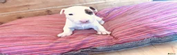 English Bull Terrier dogs for sale: KC Champion Show Quality Pups  Ready this weekend  - Advert 6