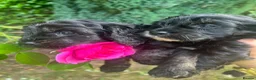 Cavapoo dogs for sale: Adorable Cavapoo puppies - Advert 11
