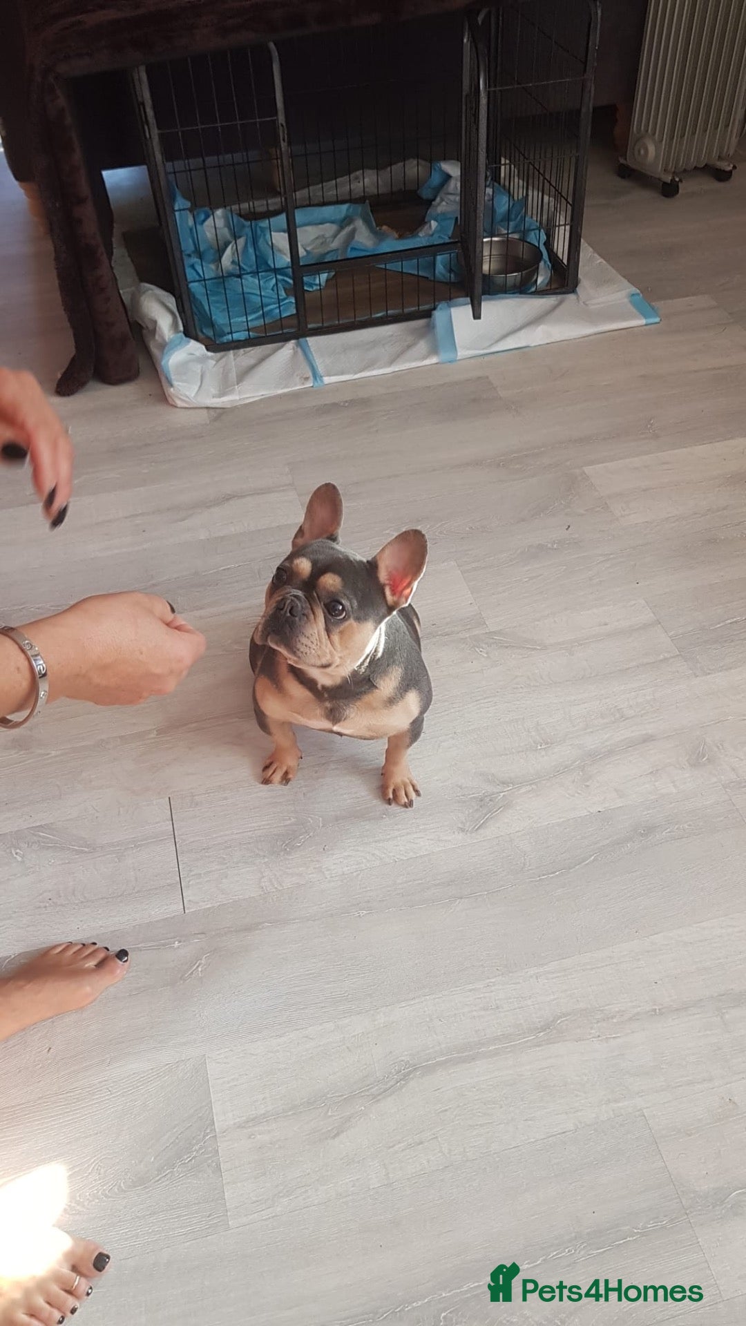 French Bulldog dogs French bulldog male dog  - Advert 5