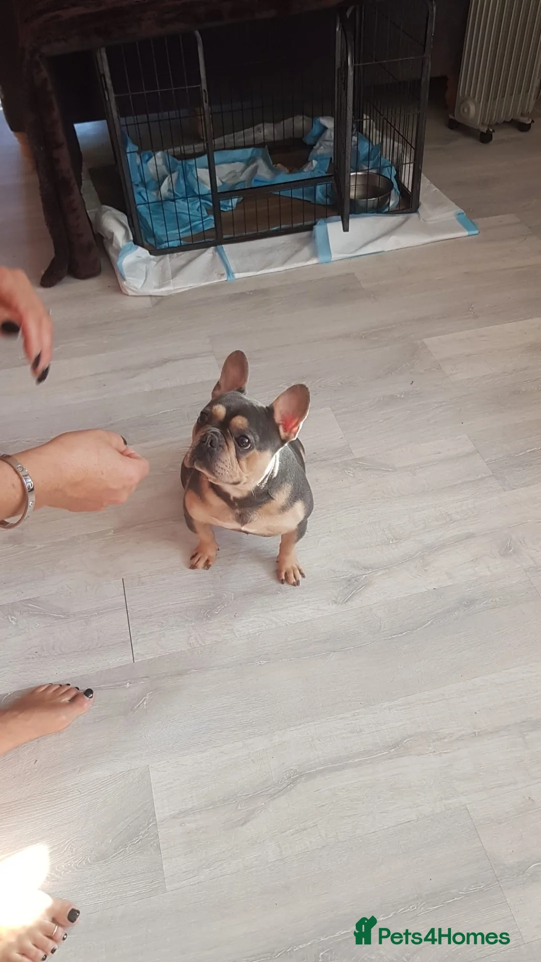 French Bulldog dogs for sale: French bulldog male dog  - Advert 1