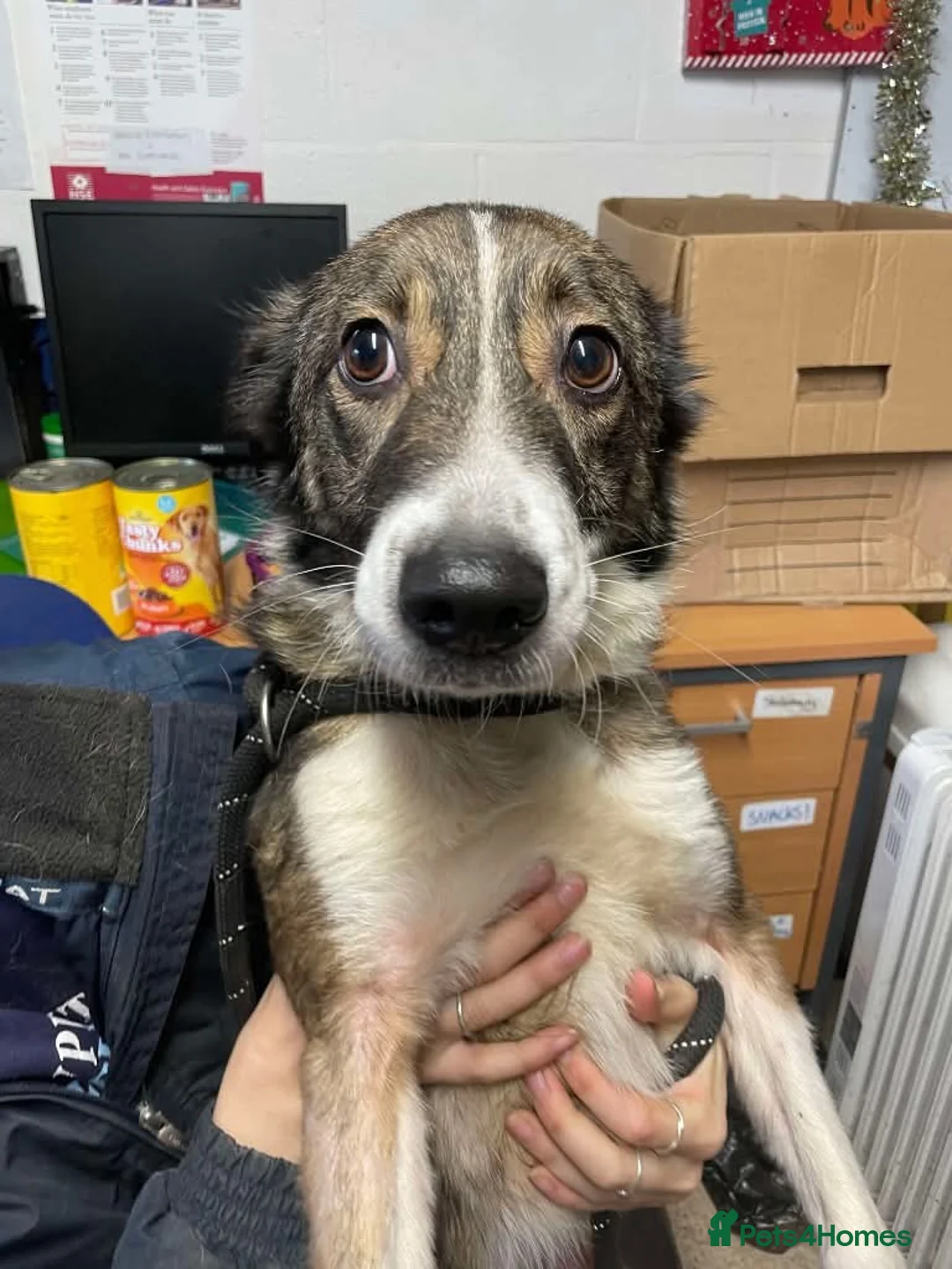 Mixed Breed dogs for adoption: Meet Bella, currently residing in Merseyside  - Advert 17