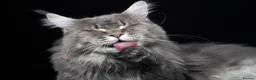Maine Coon cats for sale: Stunning Dolly tica registered blue ticked tabby - Advert 1