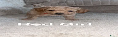 Cockapoo 7