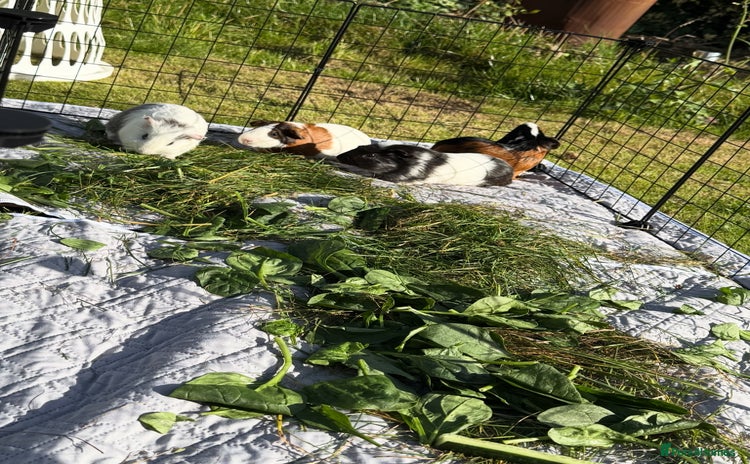 Guinea Pig rodents - Advert 8