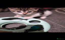 Mixed Breed cats for sale: Kittens ready now  - Image 3