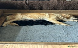 Flat coated Retriever dogs for sale: Flat coated x golden retriever puppies - Image 1