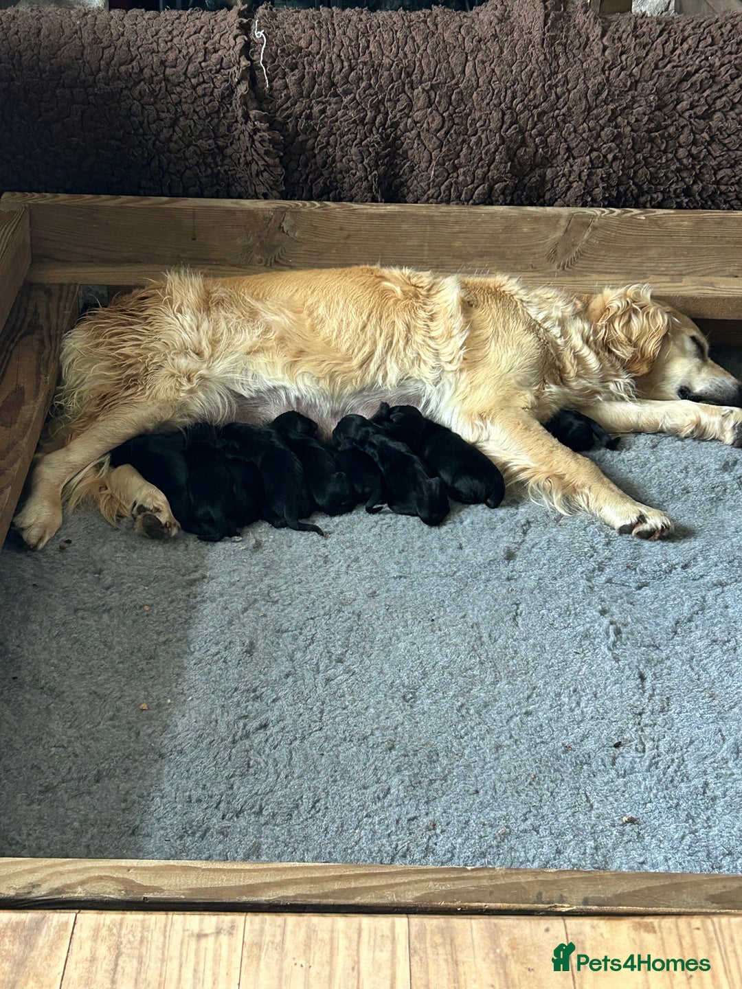 Flat coated Retriever dogs for sale: Flat coated x golden retriever puppies - Image 1