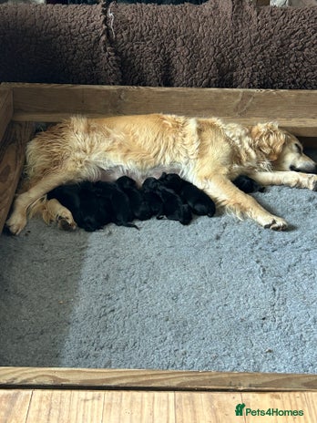Flat coated Retriever dogs - Advert 3