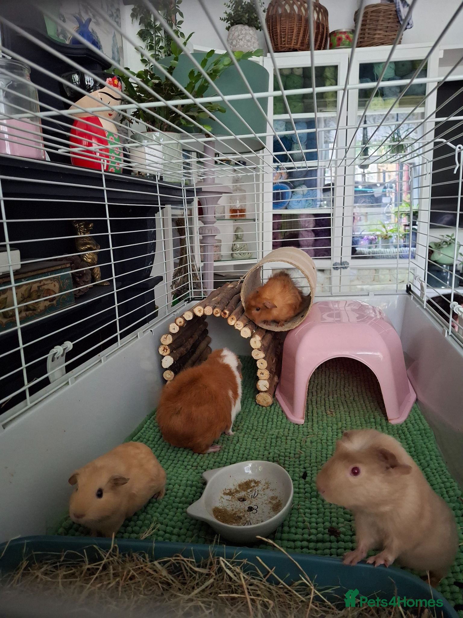 Guinea Pig rodents 3 female piggies - Advert 1