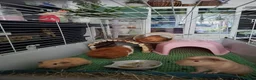 Guinea Pig rodents for sale: 3 female piggies - Advert 1