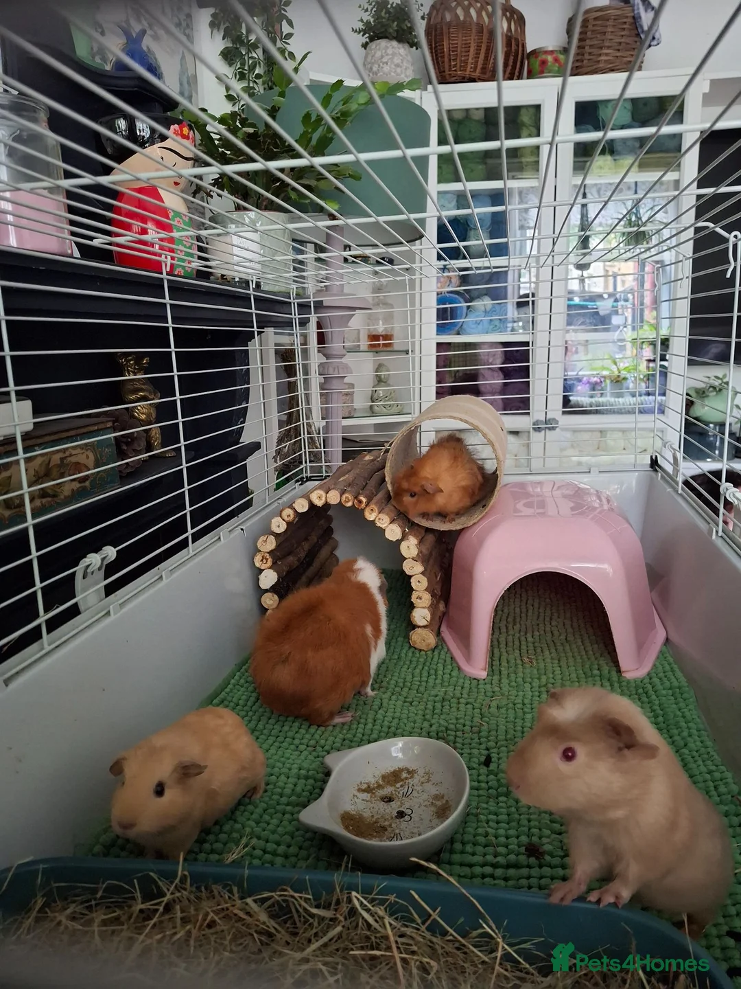 Guinea Pig rodents for sale: 3 female piggies - Advert 1