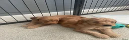 Cockapoo dogs for sale: Beautiful F1 cockapoos - Advert 17