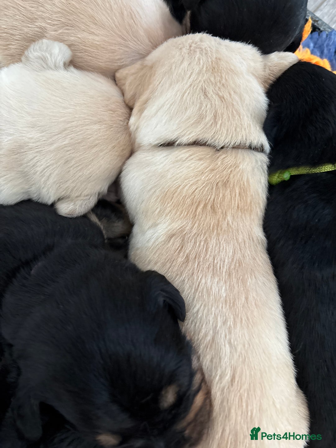 Mixed Breed dogs for sale: Stunning lab/rottie x golden retriever puppies e - Advert 22