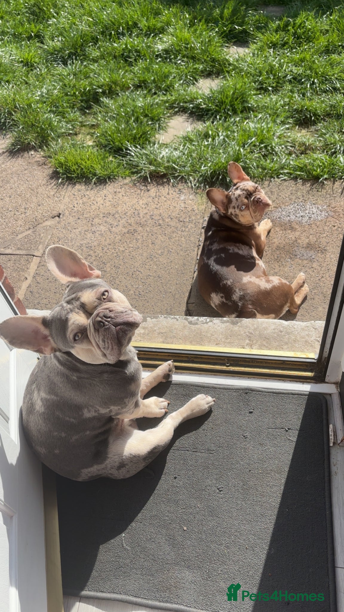 French Bulldog dogs for sale: Pair of merle French Bulldogs - Advert 4
