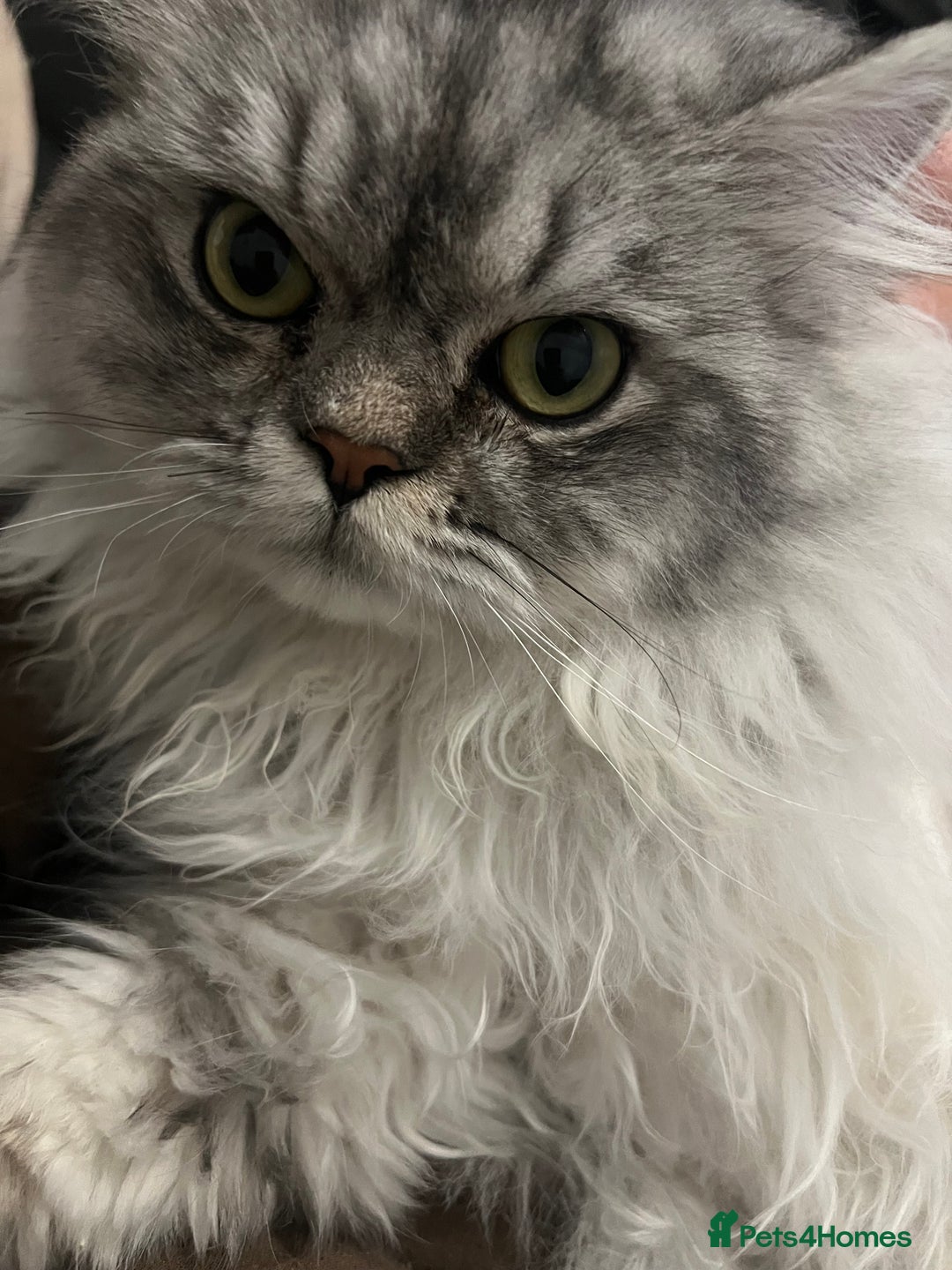 Persian cats for stud: chinchilla Persian stud ONLY  - Advert 10