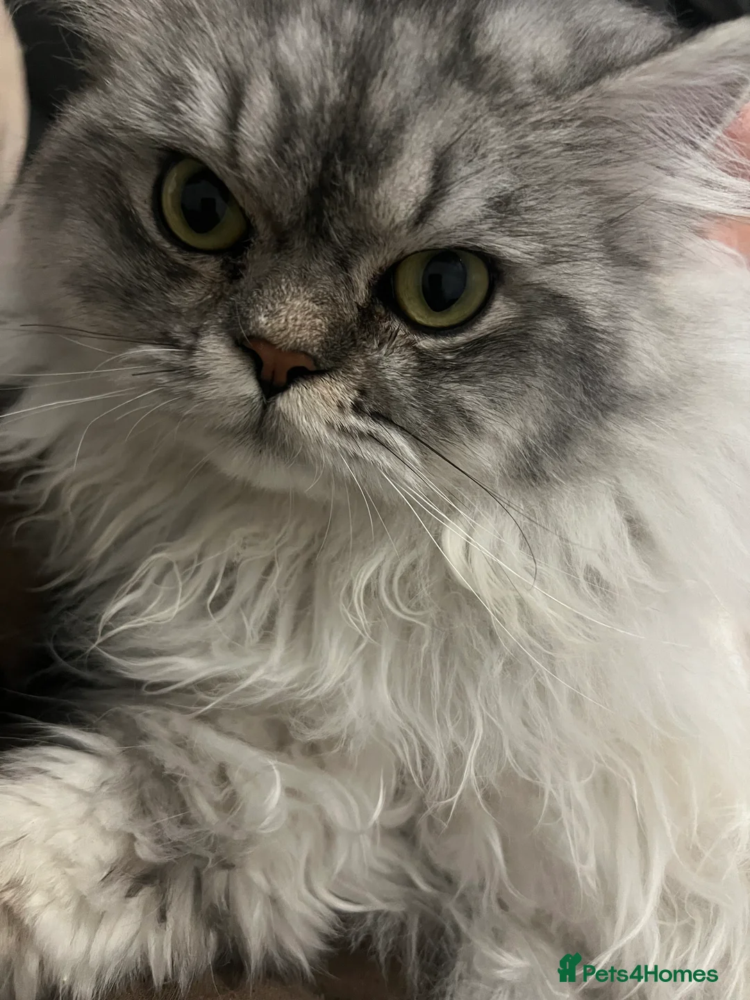 Persian cats for stud: chinchilla Persian proven stud ONLY not for sale  - Advert 14