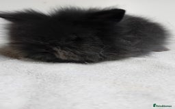 Lionhead rabbits for sale: Pure bred lionhead rabbits  - Image 5