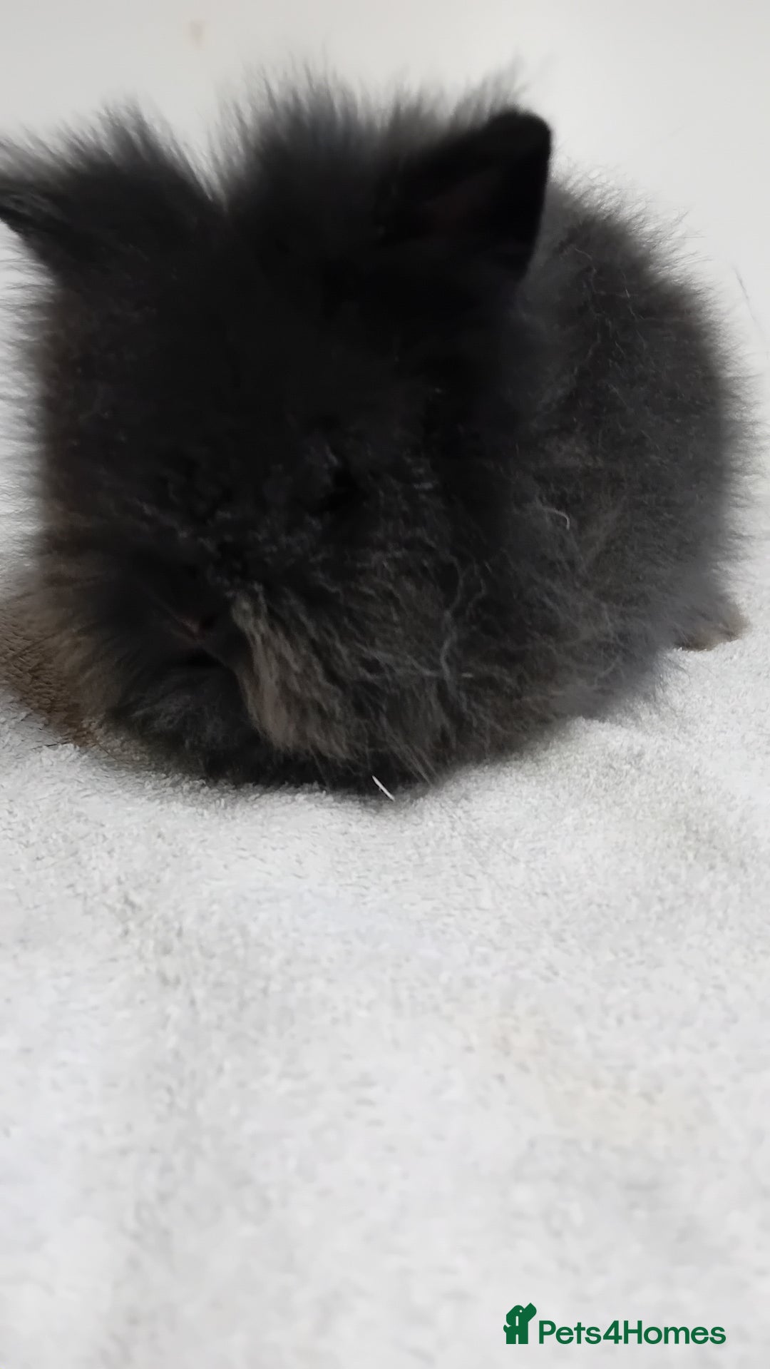 Lionhead rabbits for sale: Pure bred lionhead rabbits  - Image 5