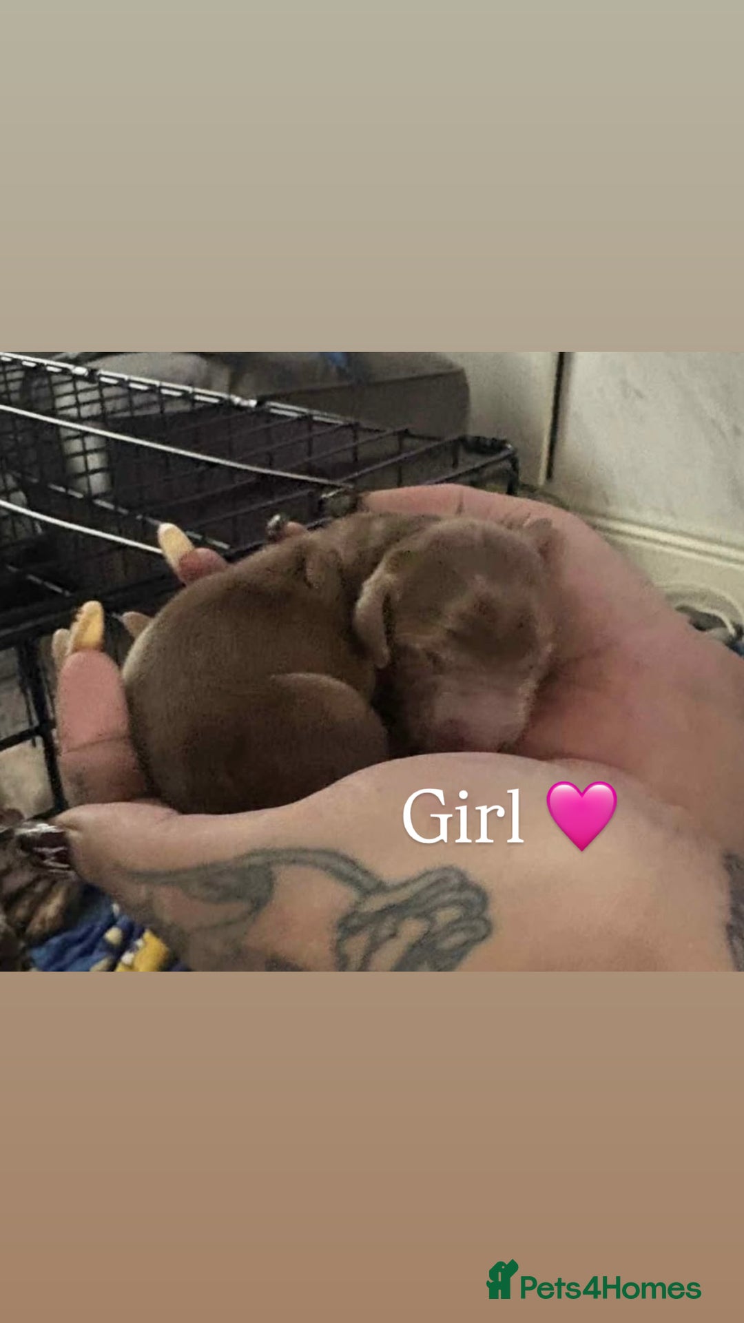 Miniature Dachshund dogs for sale: Stunning smooth haired miniature dachshund puppies - Advert 2