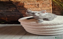 Scottish Fold cats for sale: Adorable Scottish Fold and Straight Kittens  - Image 34