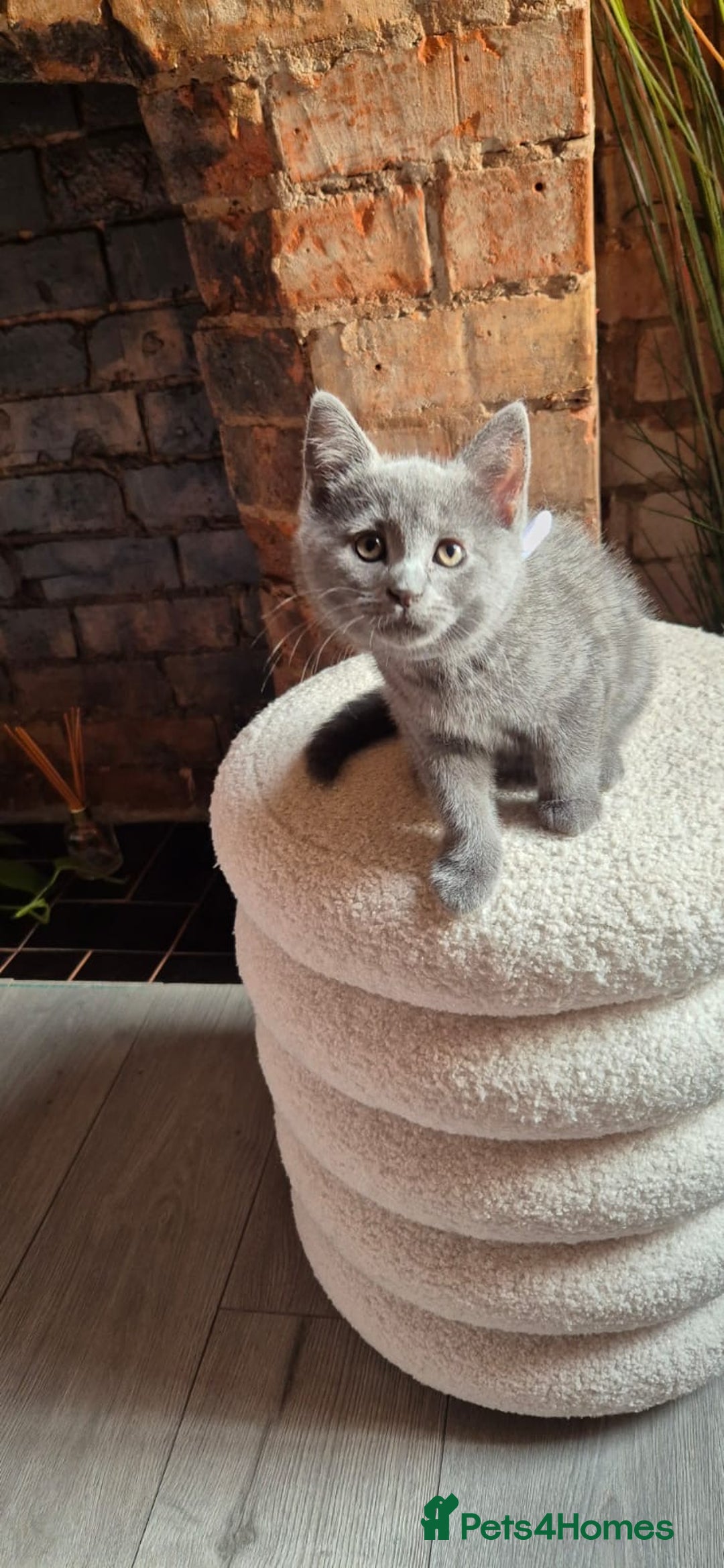 Scottish Fold cats for sale: Adorable Scottish Fold and Straight Kittens  - Image 34