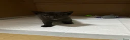 Mixed Breed cats for sale: Kittens looked for new home in Ashford - Advert 5