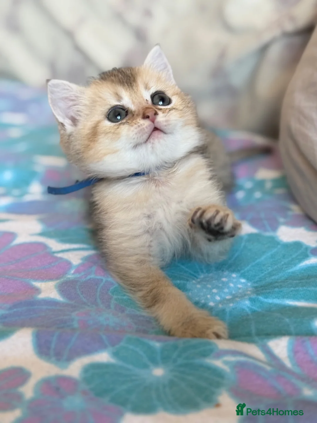 British Shorthair cats for sale: British Shorthair  - Advert 27