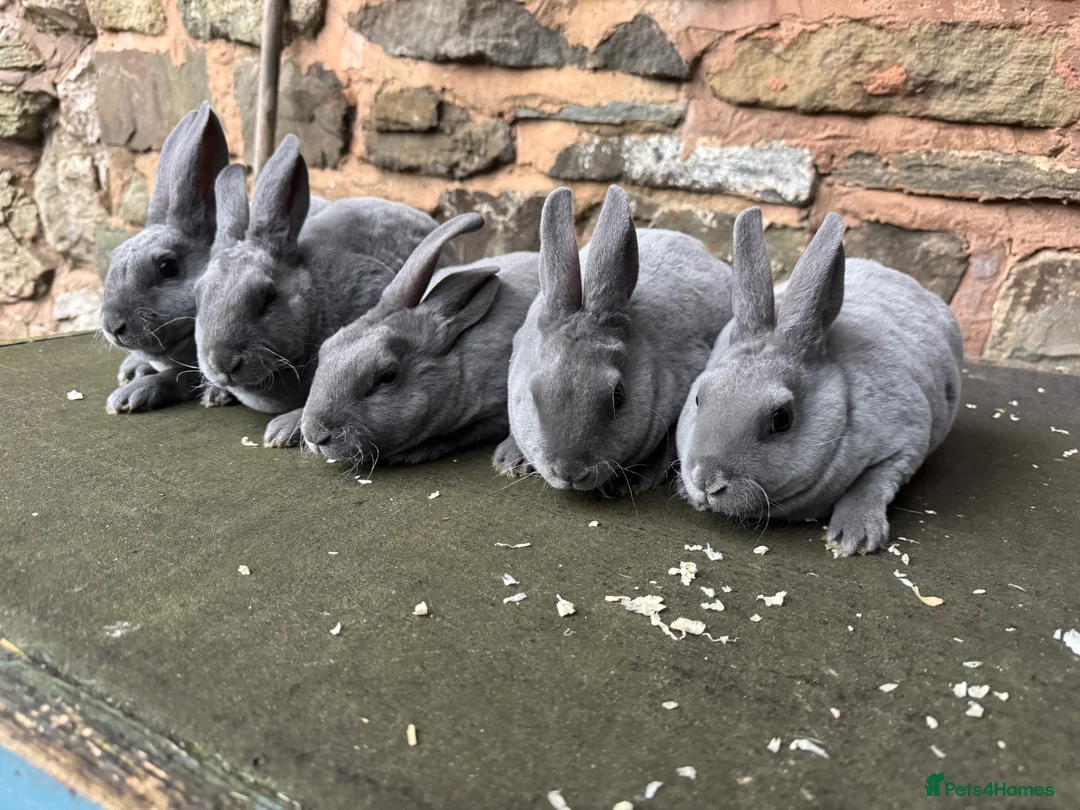 Rex rabbits for sale: Stunning blue Rex rabbits for sale  - Advert 4