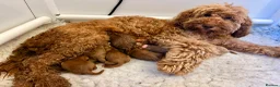Double Doodle dogs for sale: Gorgeous Australian double doodle puppies - Advert 27