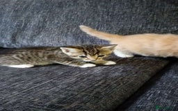 Mixed Breed cats for sale: CREAM male & Tabby female.  - Image 5