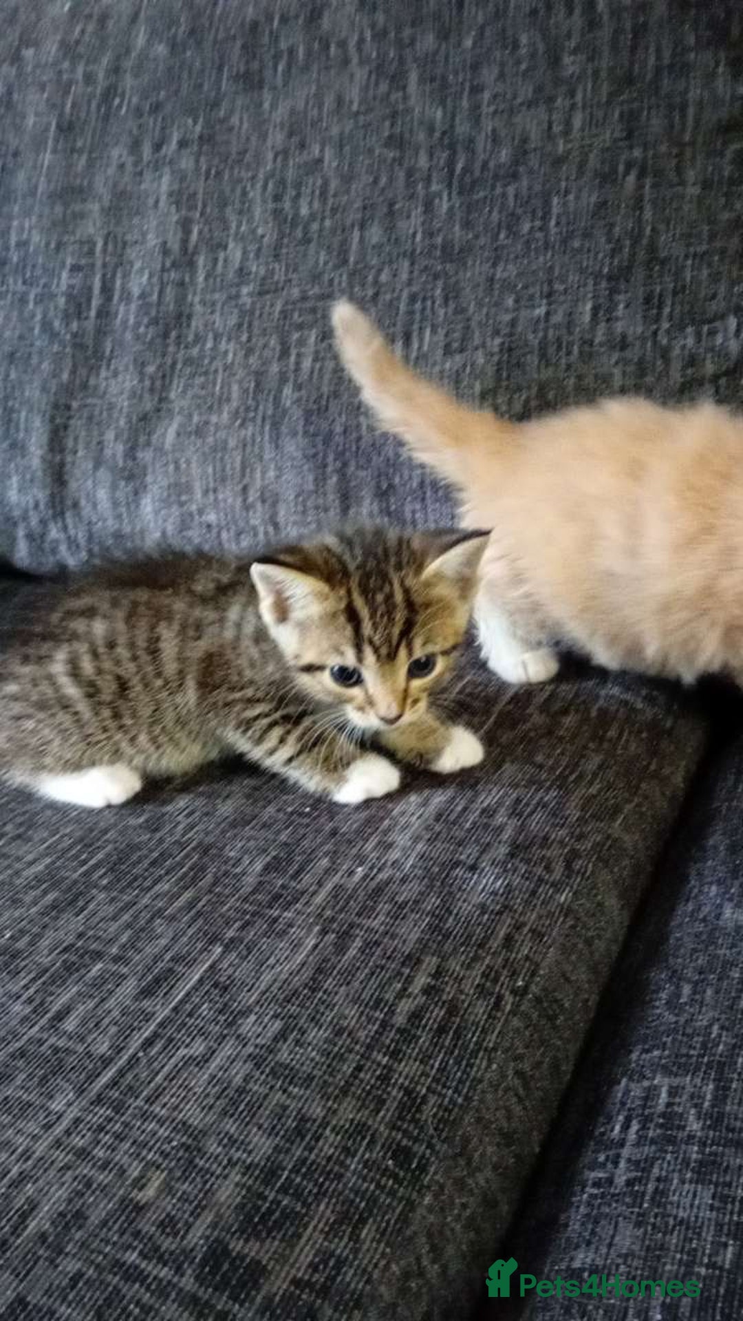 Mixed Breed cats for sale: CREAM male & Tabby female.  - Image 5