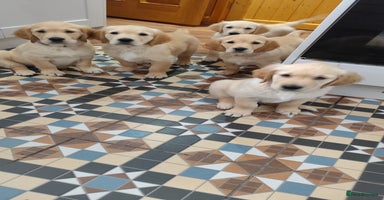 Golden Retriever dogs - Advert 10