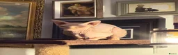 Sphynx cats for sale: Sphynx cat 14 months old Benfleet Essex  - Advert 6