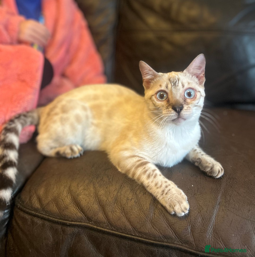 Bengal cats for sale: Unbelievably friendly TICA reg kittens  - Image 31