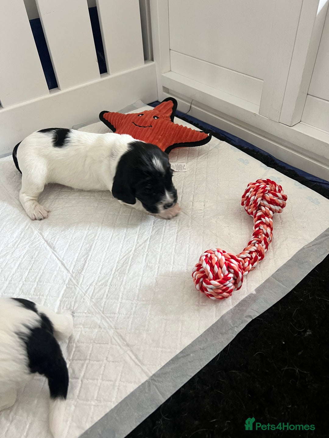 Sprocker dogs for sale: Sprocker Spaniel Puppies - Image 17