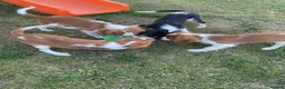 Cavalier King Charles Spaniel dogs for sale: Gorgeous chunky little puppies READY now - Advert 10