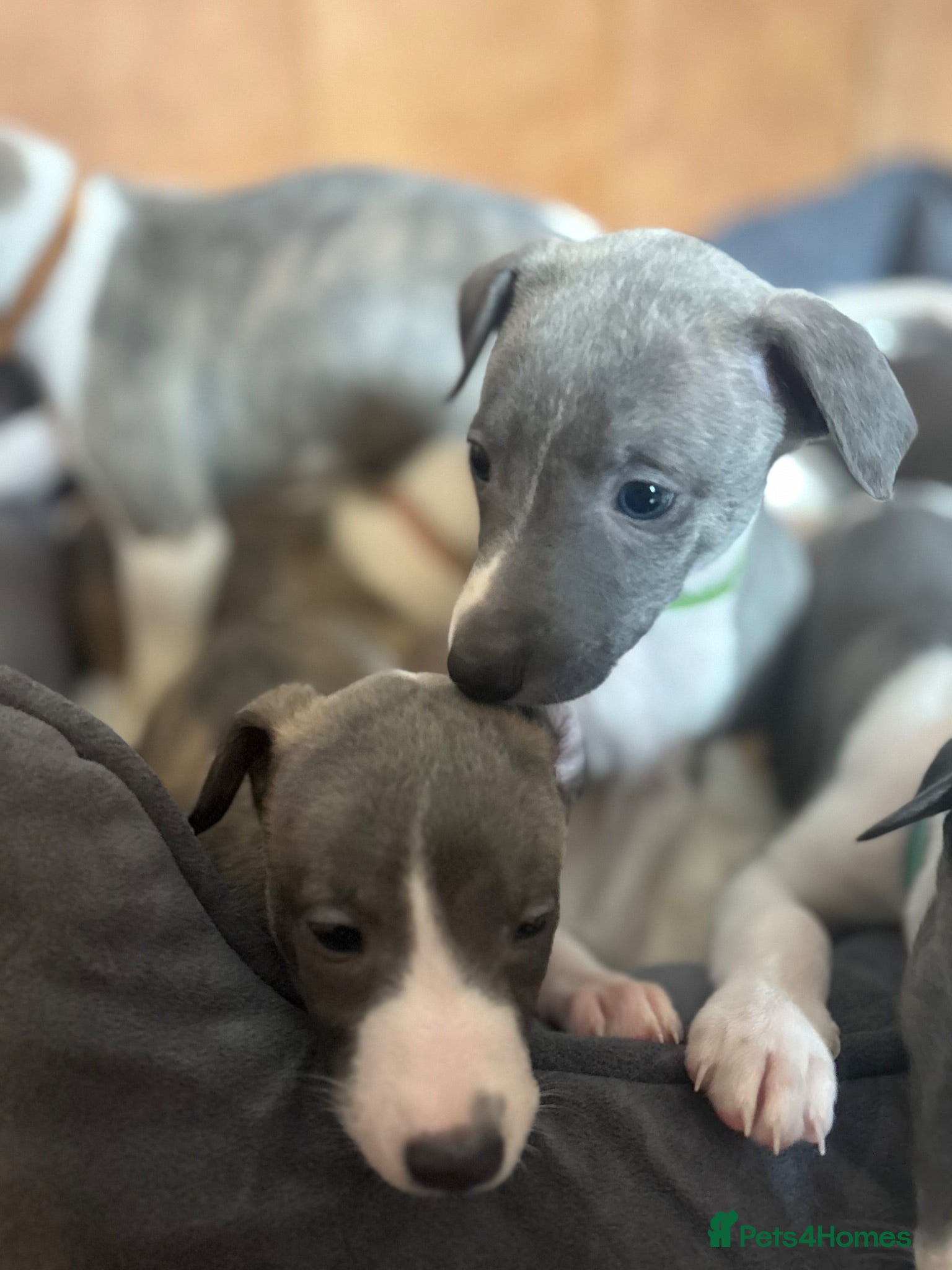 Whippet dogs Stunning kc reg whippets. Very well bred  - Advert 14