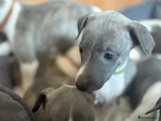 Whippet dogs Stunning kc reg whippets. Very well bred - Advert 14