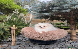 Pomeranian dogs for sale: Pomeranian Last Boy - Image 35
