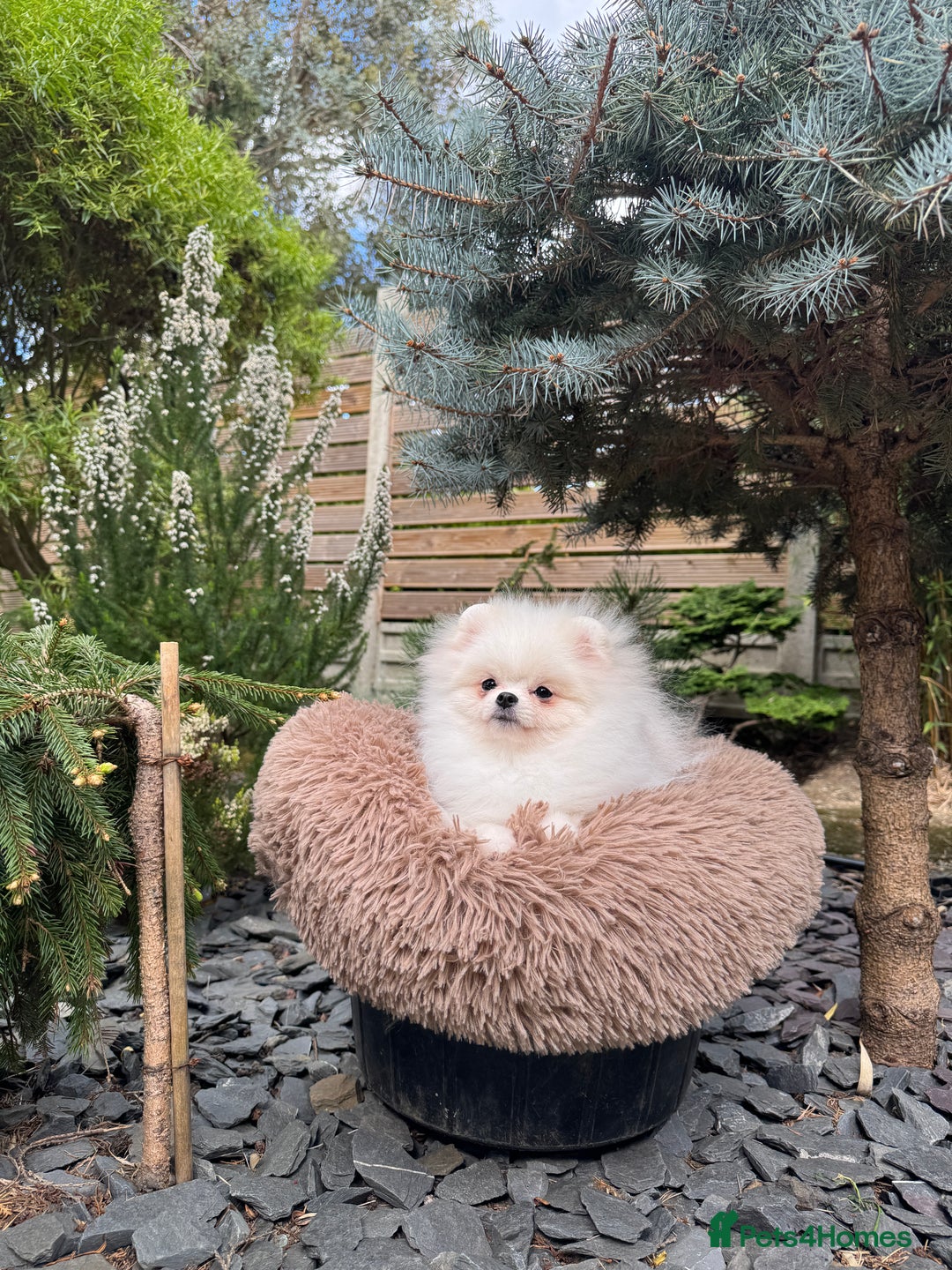 Pomeranian dogs for sale: Pomeranian Last Boy - Image 35