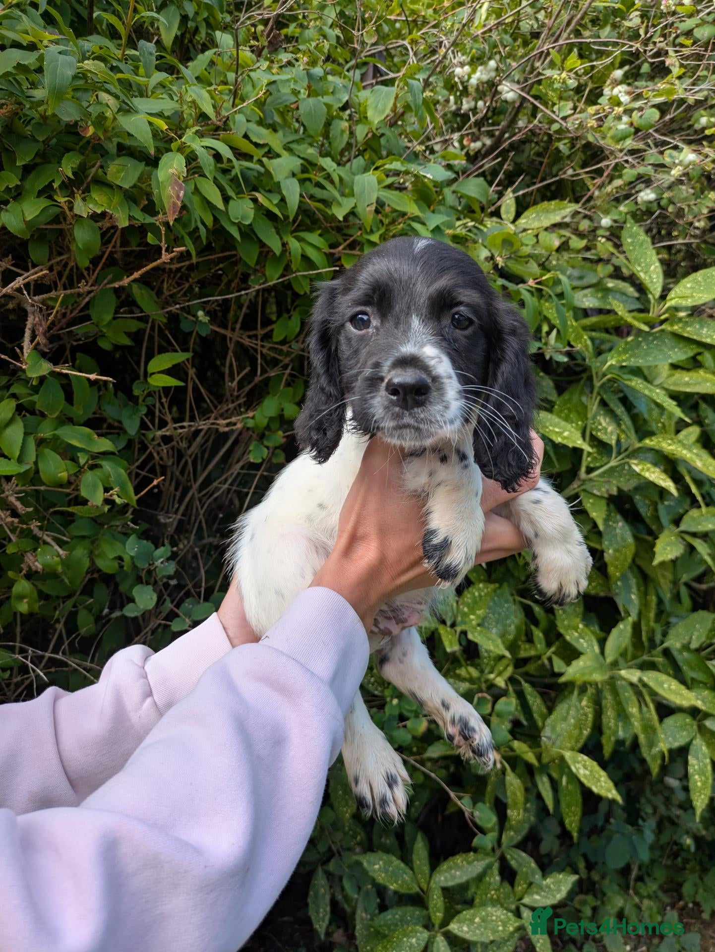 Sprocker dogs Ready to go All round working/pet   - Advert 7