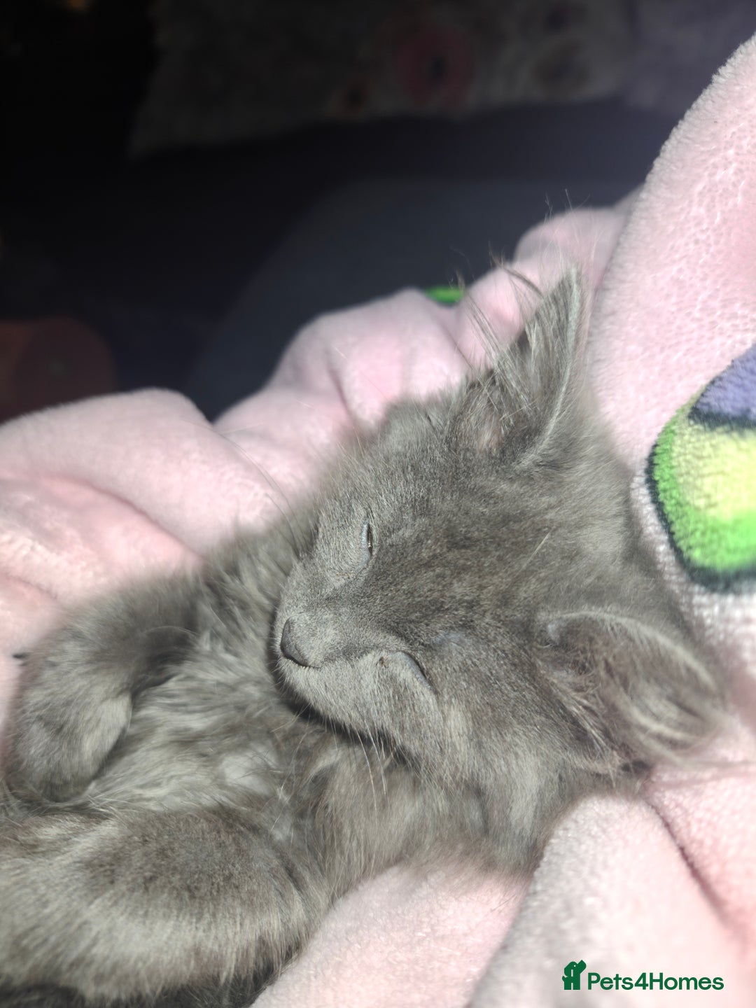 Mixed Breed cats for sale: Norbert  - Advert 3